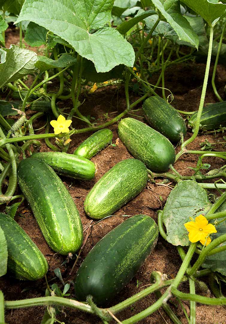 Αγγουριά - Cucumber