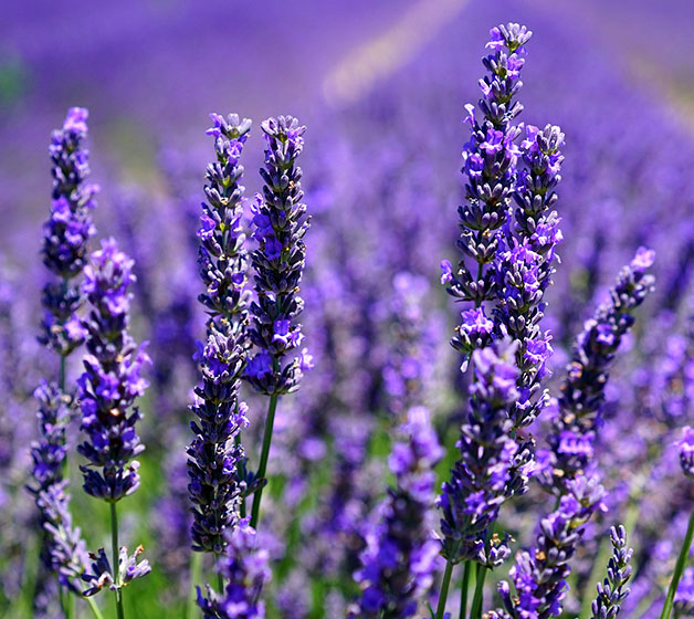 Αιθέριο Έλαιο Λεβάντας Lavender - Lavender Essential Oil