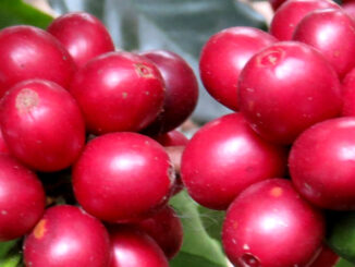 Μια υπέροχη ποικιλία καφέ είναι η Red Catuai