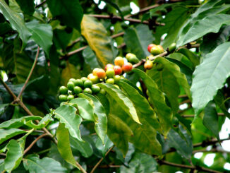 Coffea Arabica Fruit