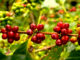 Ο όρος heirloom χρησιμοποιείται κυρίως για ποικιλίες καφέ Arabica