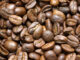 Typica είναι μια από τις ποικιλίες του καφέ Arabica (Coffea arabica)