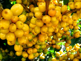 Μια υπέροχη ποικιλία καφέ είναι η Yellow Catuai
